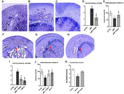 Adenosine Receptor Stimulation Improves Glucocorticoid-Induced Osteoporosis in a Rat Model